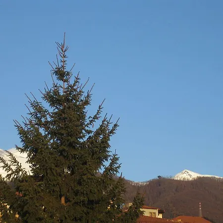 Rosa Etna