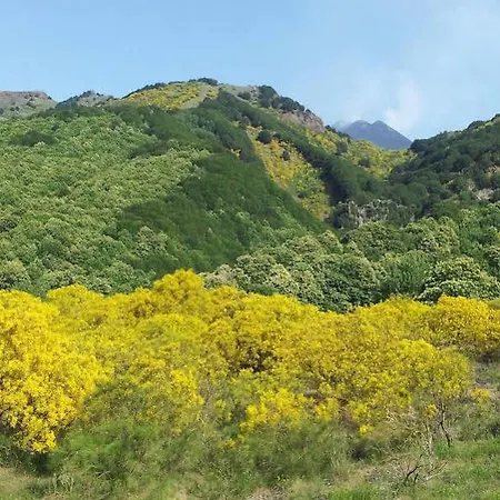 Rosa Etna *